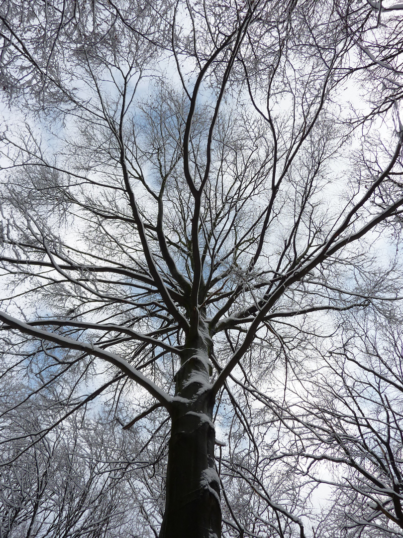 Schneebedeckte Bäume