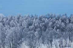 schneebedeckte Bäume