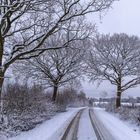 Schneebedeckte Bäume..