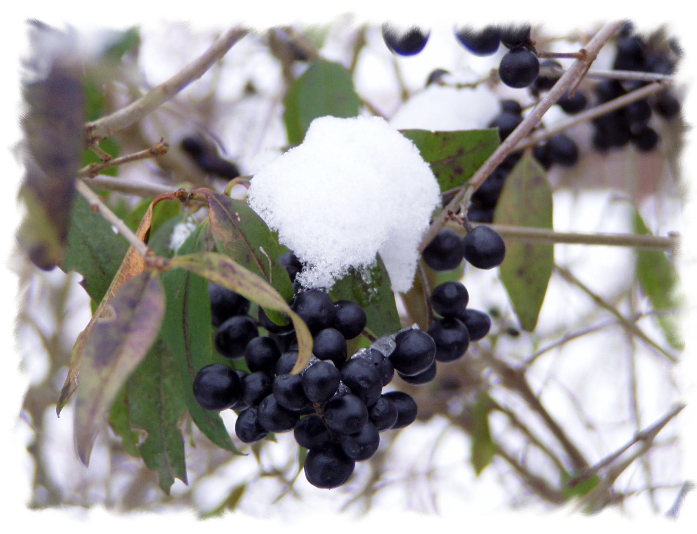 Schneebedeckte Beeren im winterlichen Park