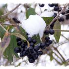 Schneebedeckte Beeren im winterlichen Park