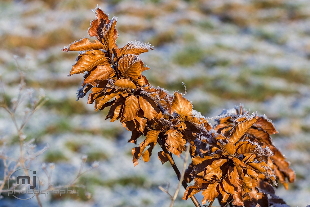 Schneebedeckte Buche