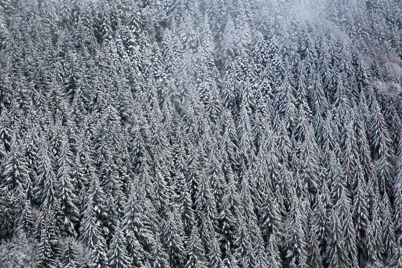 Schneebedeckte Fichten im Schwarzwald