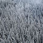 Schneebedeckte Fichten im Schwarzwald