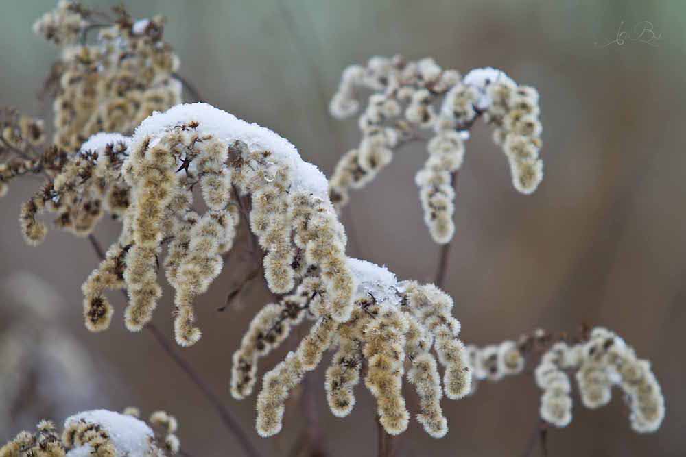 schneebedeckte Goldrute