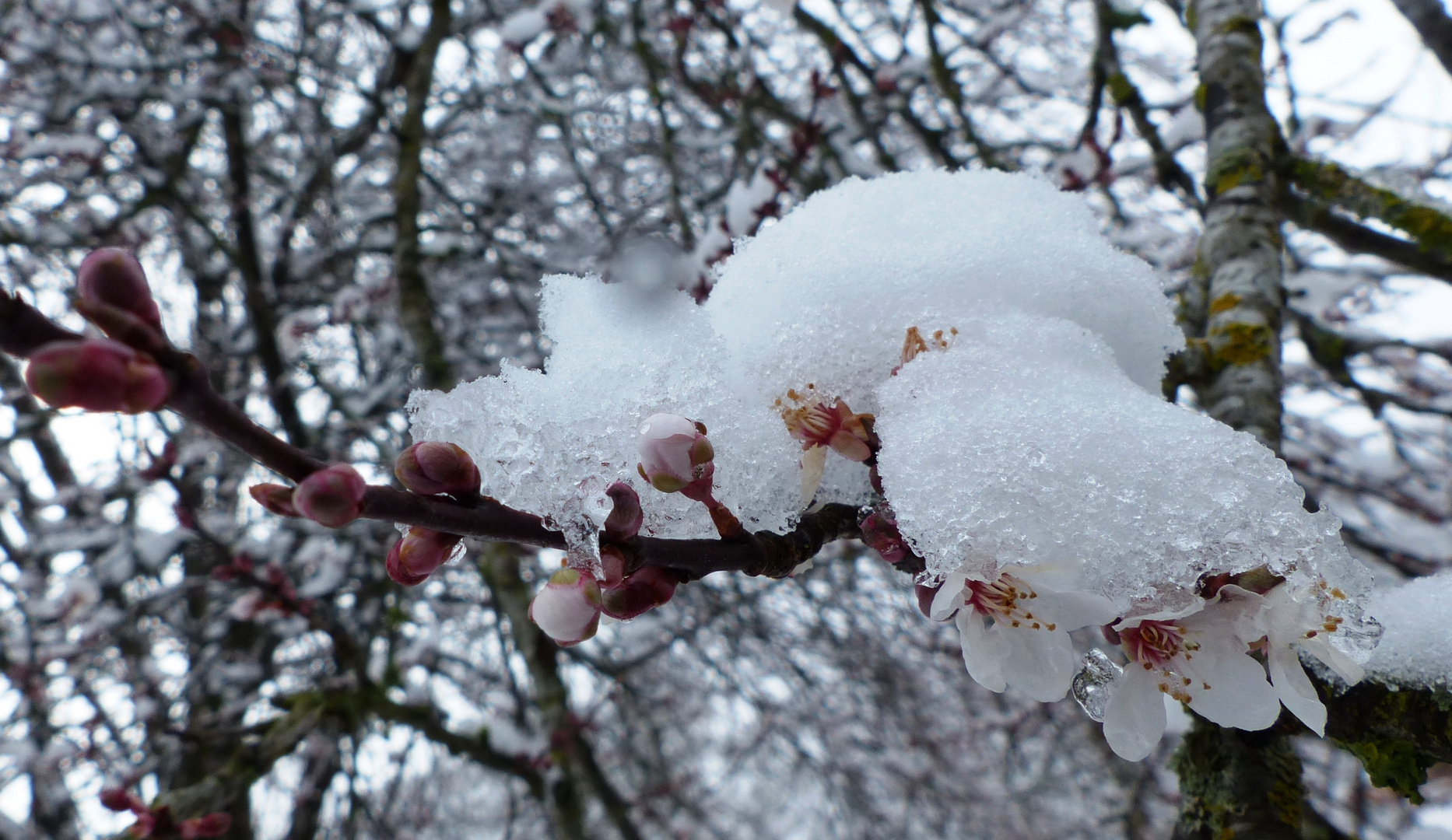 Schneebedeckte Kirschbaumblüten