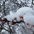 Schneebedeckte Kirschbaumblüten
