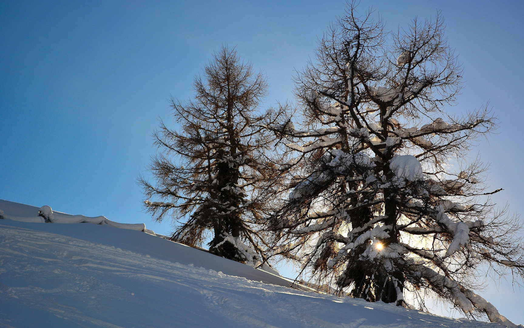 Schneebedeckte Lärchen an der Waldgrenze