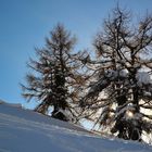 Schneebedeckte Lärchen an der Waldgrenze