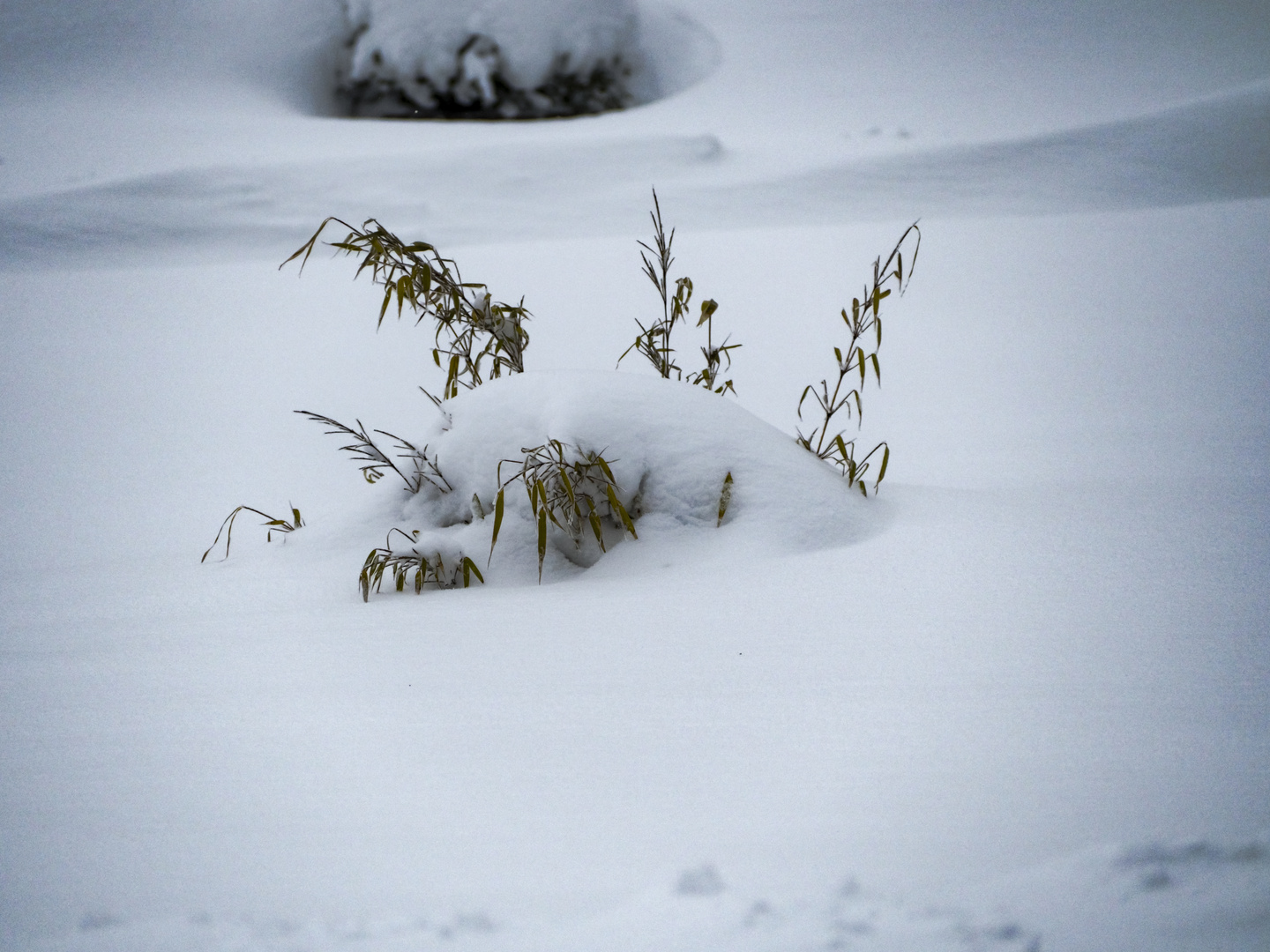 Schneebedeckte Pflanze