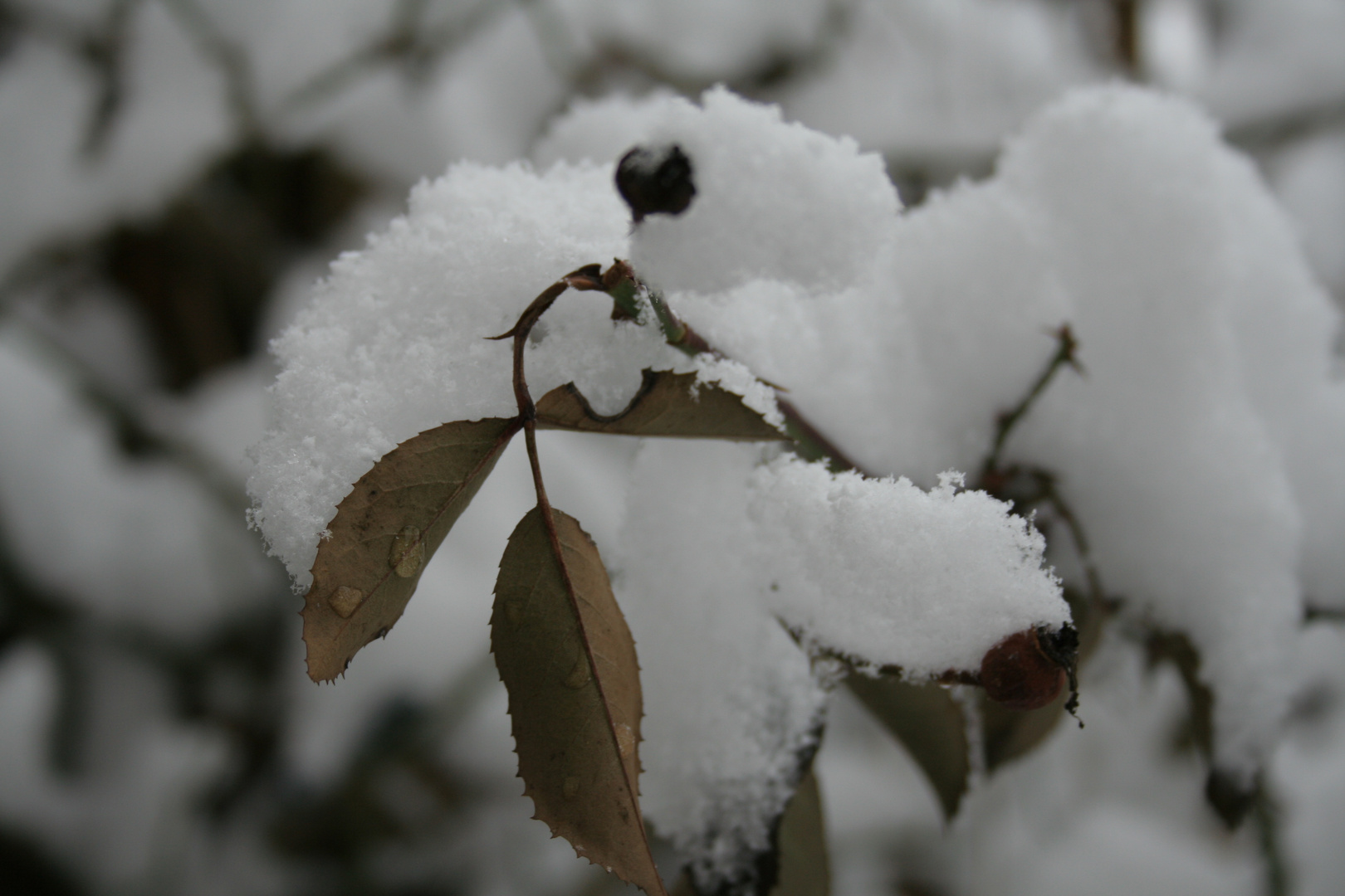 schneebedeckte Pflanze