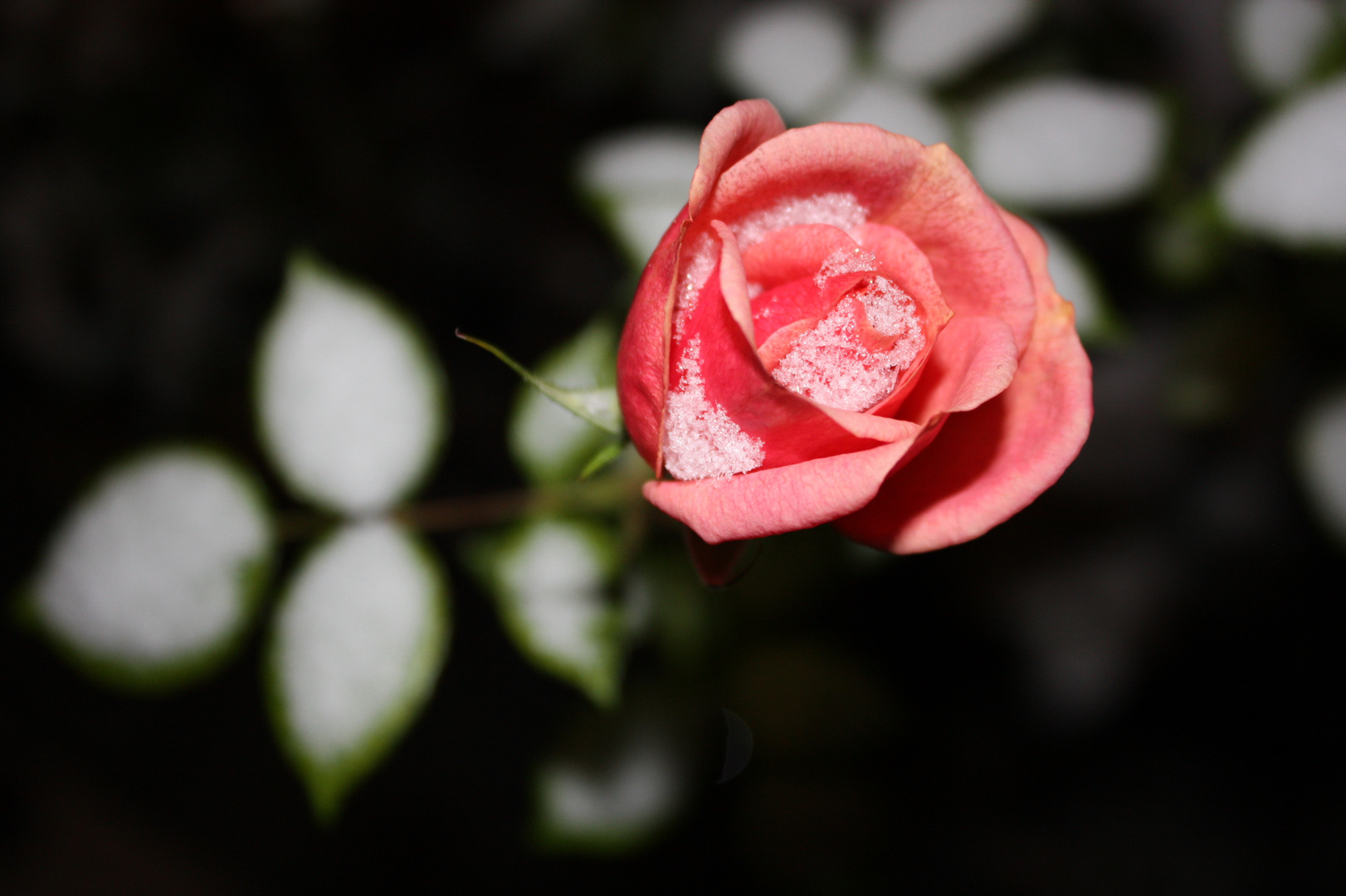 Schneebedeckte Rose