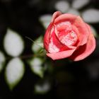 Schneebedeckte Rose