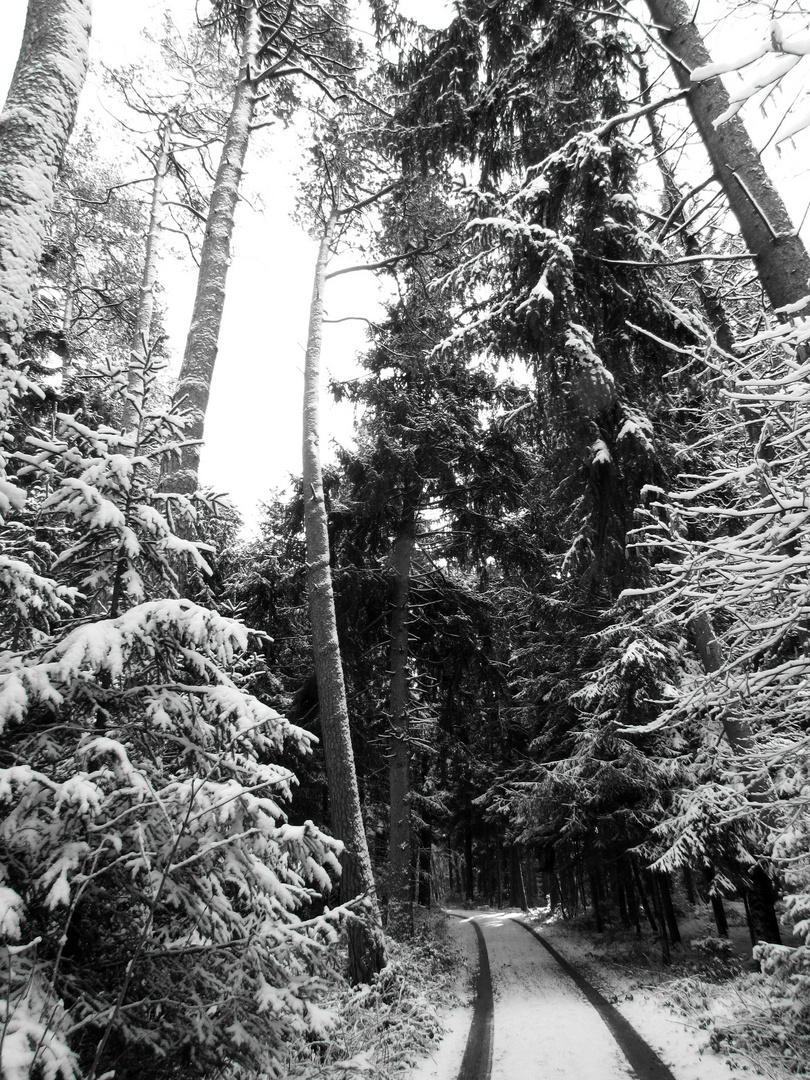 Schneebedeckte Tannen