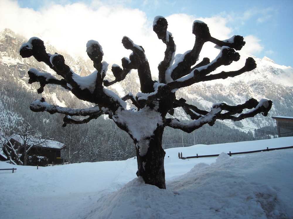 Schneebedeckter Baum