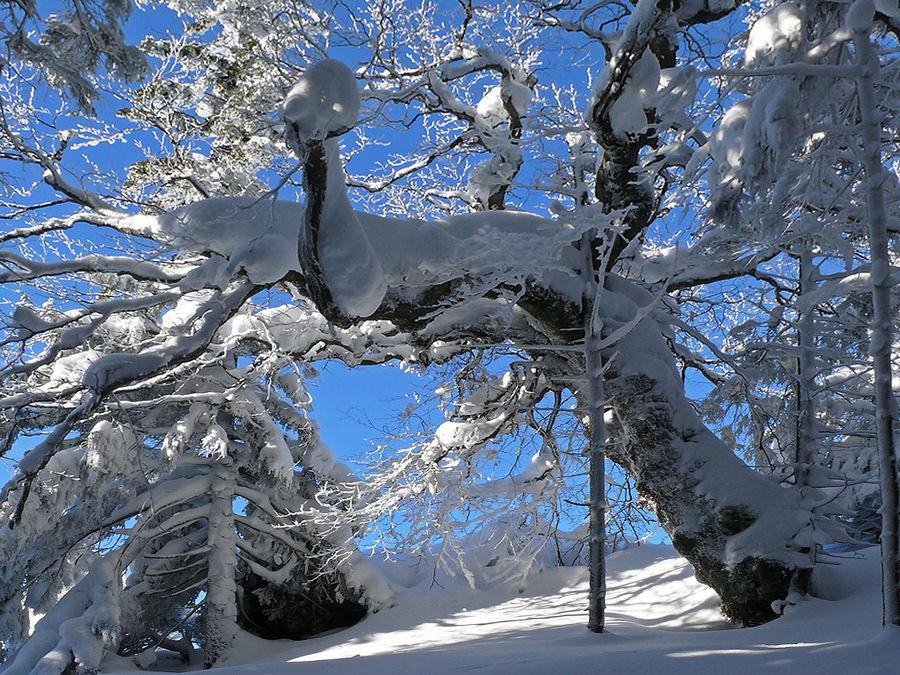 Schneebedeckter Baum