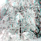 Schneebedeckter Baum im Harz