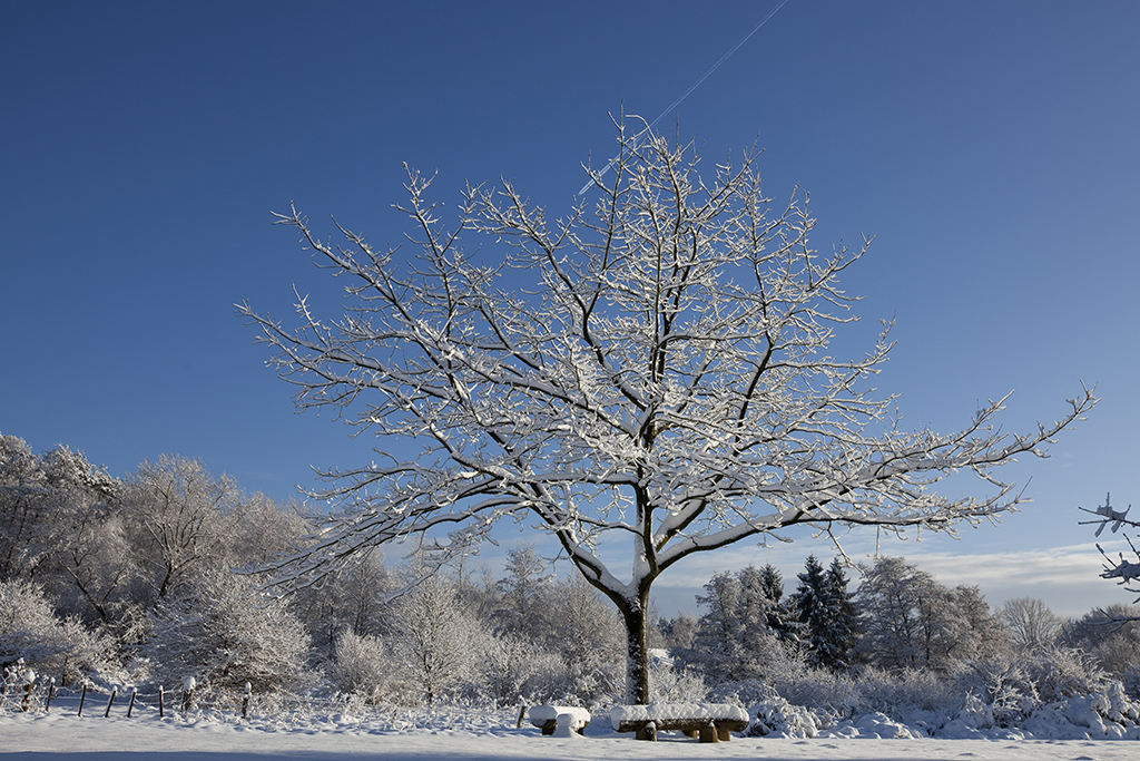 Schneebedeckter Baum im Sonnenlicht