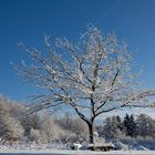 Schneebedeckter Baum im Sonnenlicht