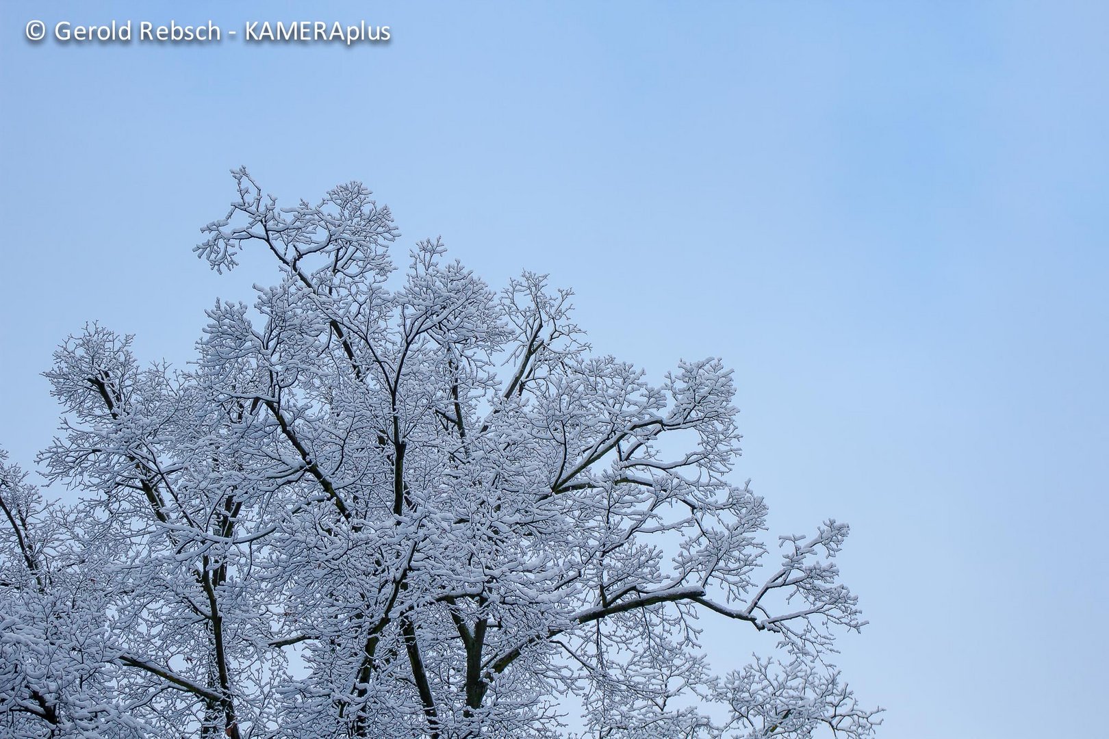 Schneebedeckter Baum vor blauem Himmel