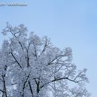 Schneebedeckter Baum vor blauem Himmel