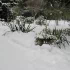 Schneebedeckter Garten