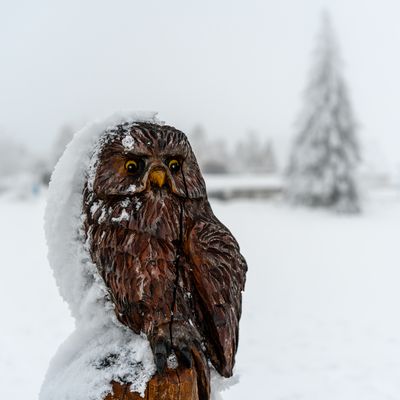 Schneebedeckter Holz-Uhu im Portrait