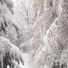 Schneebedeckter Wald in Thüringen