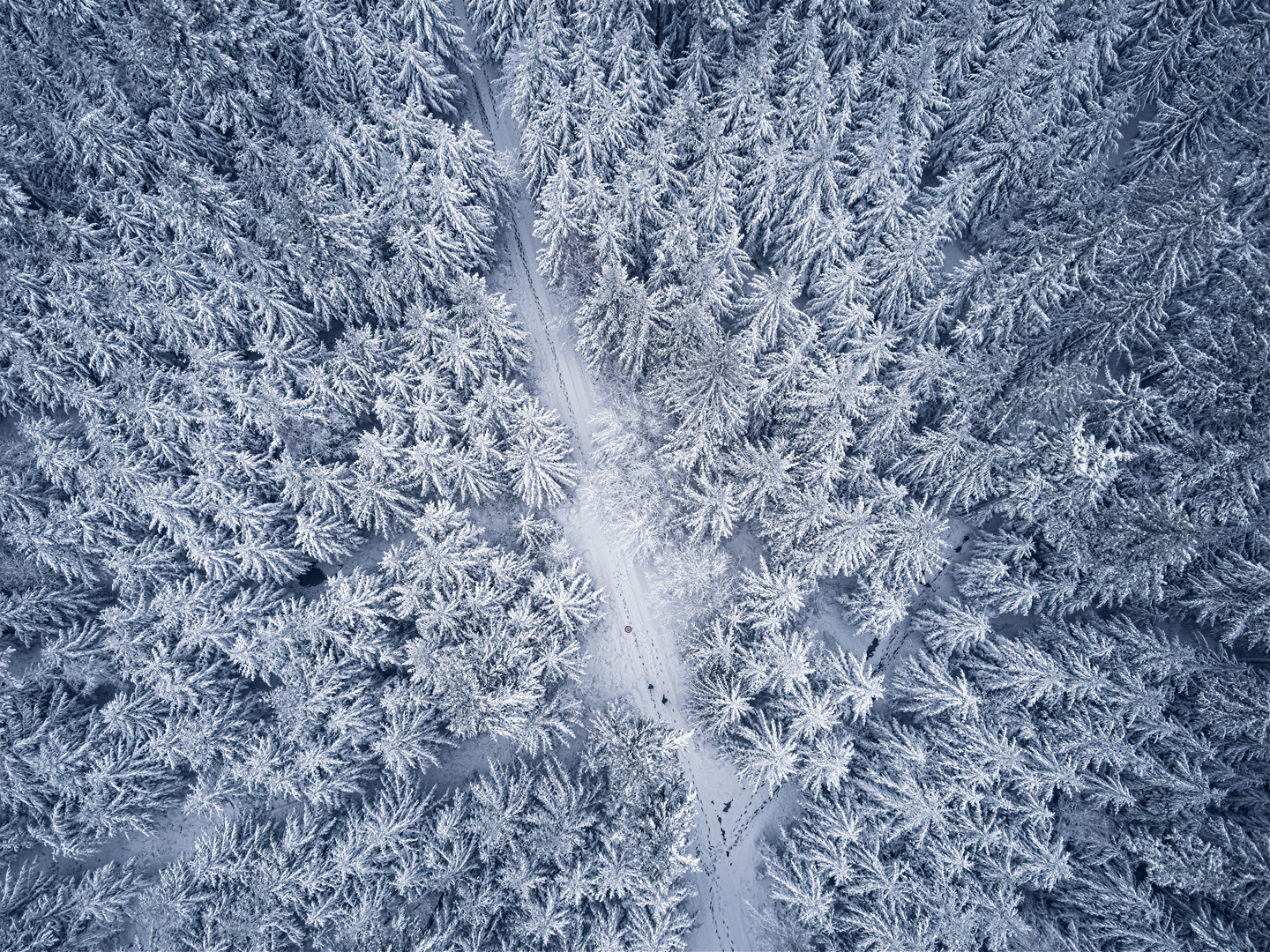 Schneebedeckter Wald von oben