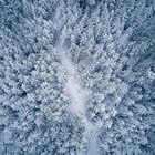 Schneebedeckter Wald von oben