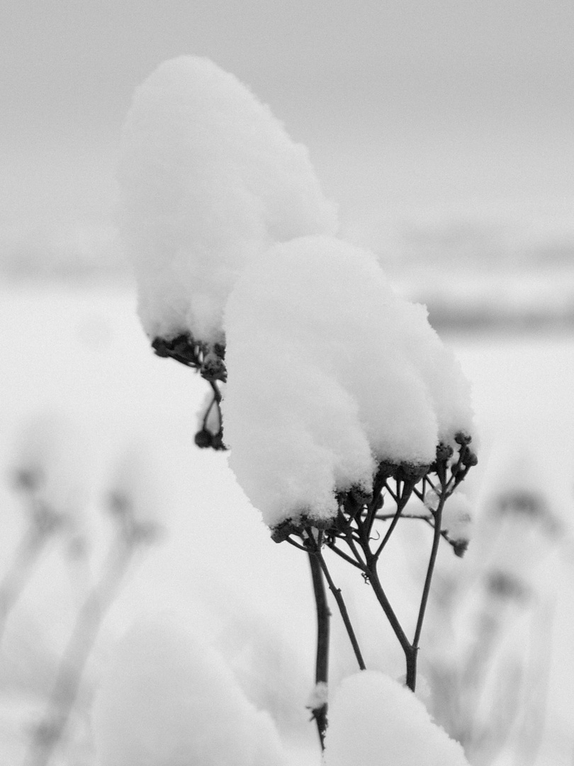 Schneebedeckter Zweig