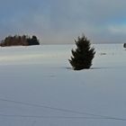 Schneebedecktes Feld bei Braunlage