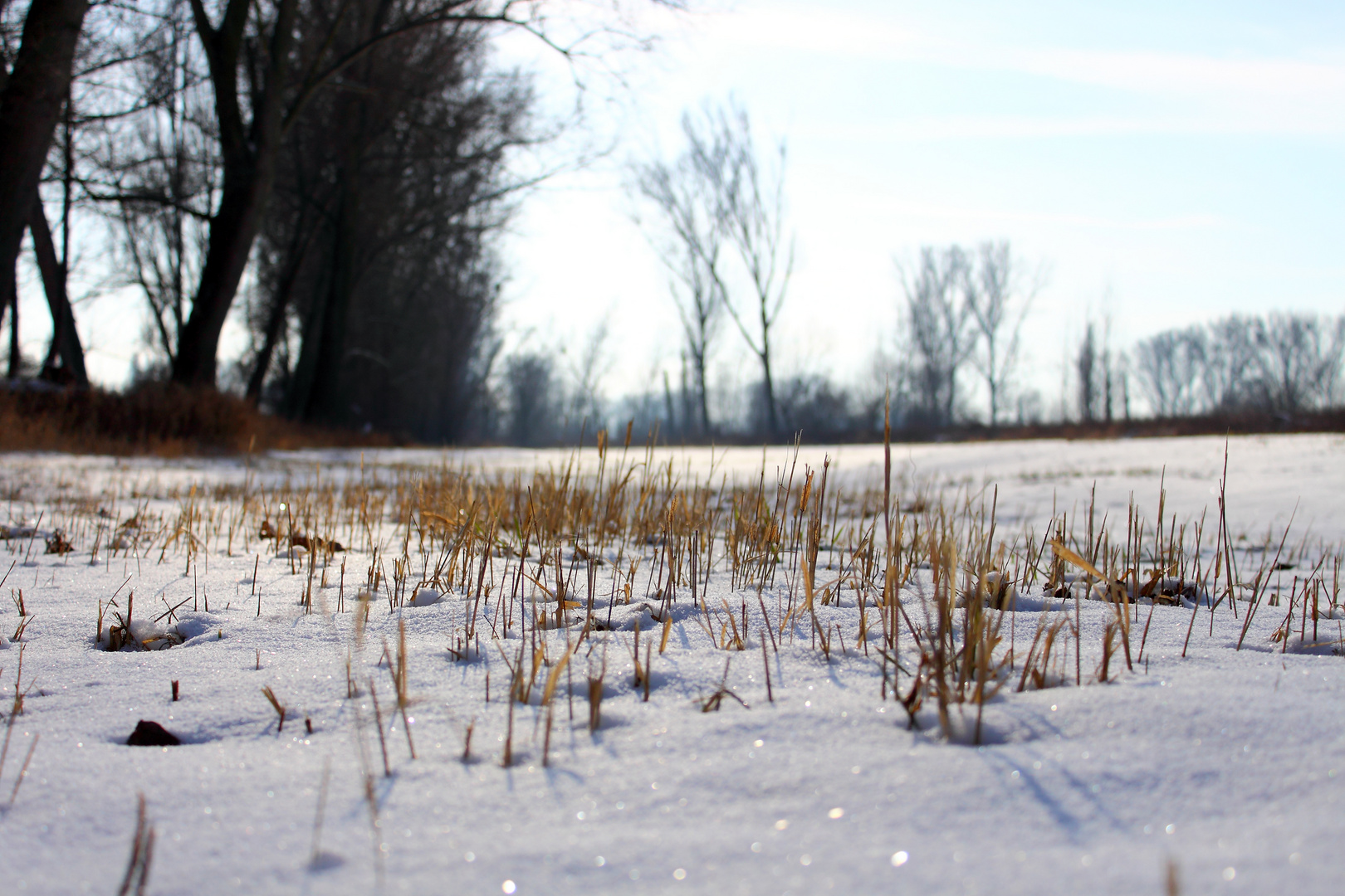 Schneebedecktes Gras