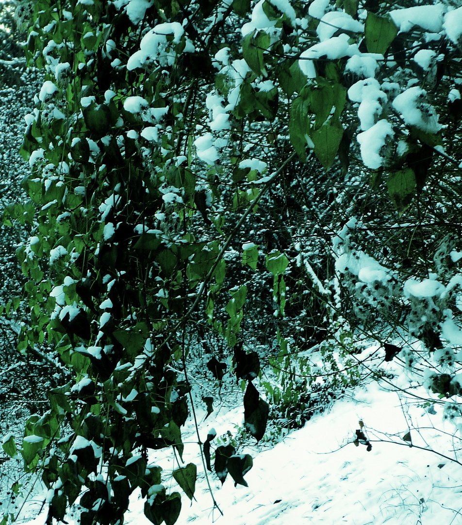 Schneebedecktes Grün