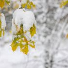 Schneebedekte Ahornblätter