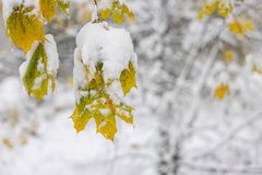 Schneebedekte Ahornblätter