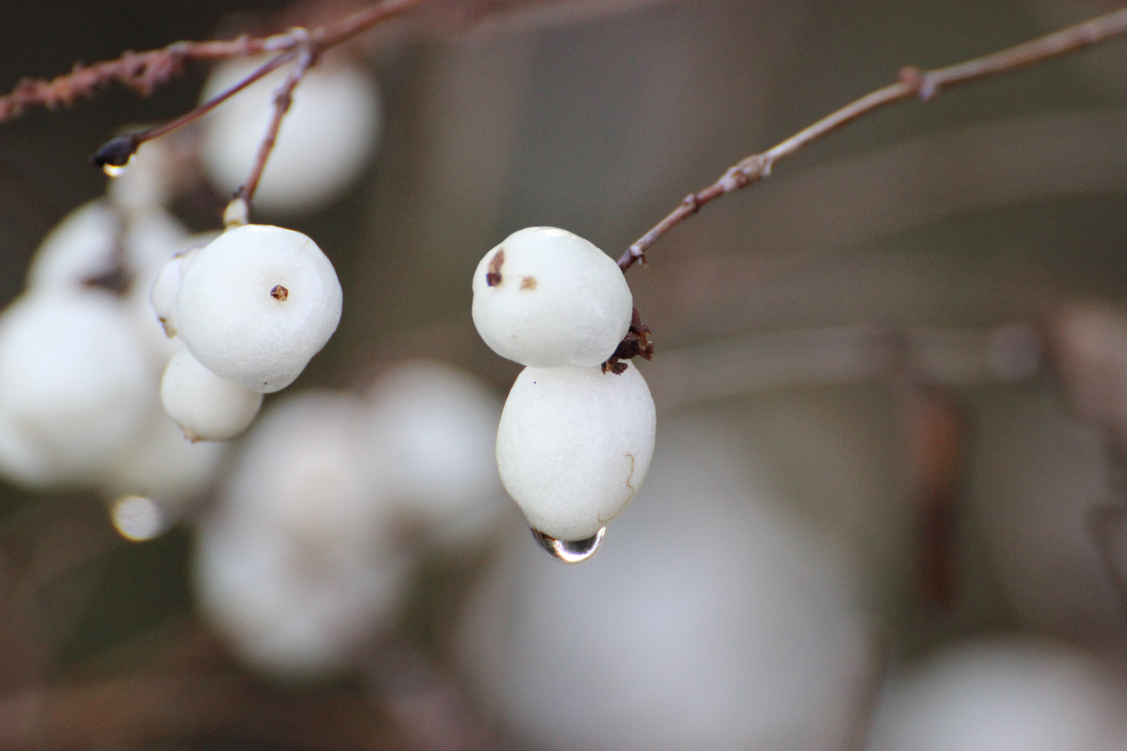 Schneebeere