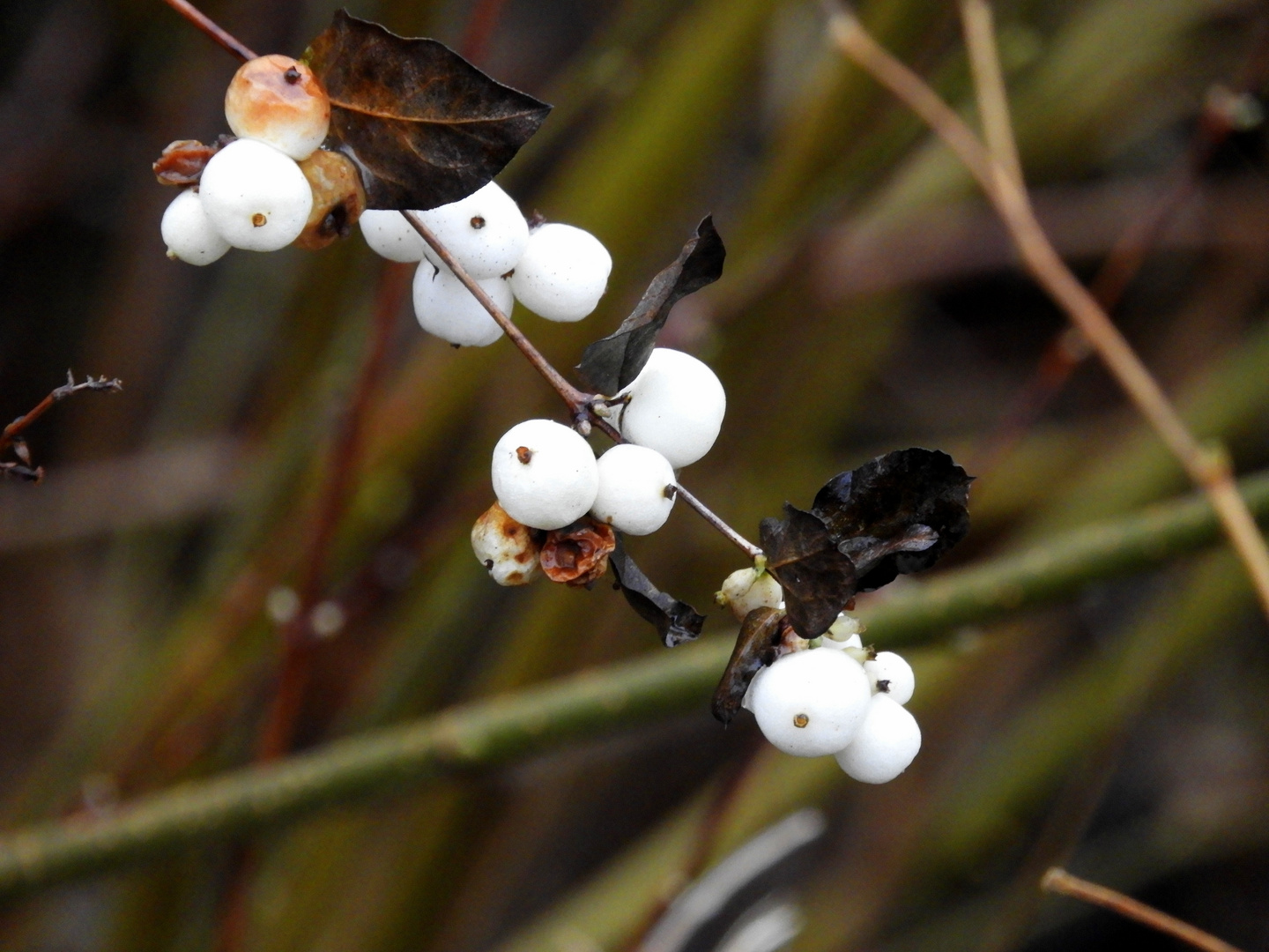 Schneebeere