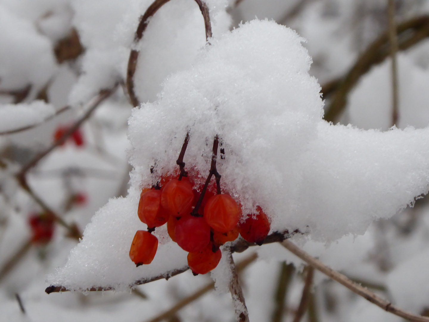 "Schneebeere" 