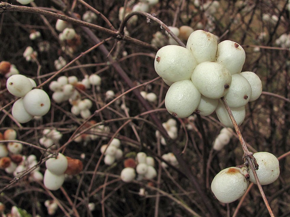 Schneebeere