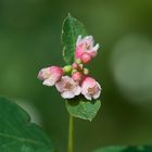 Schneebeere, Blüte