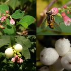 Schneebeere - Blüten und Beeren - Collage