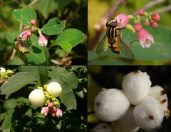 Schneebeere - Blüten und Beeren - Collage