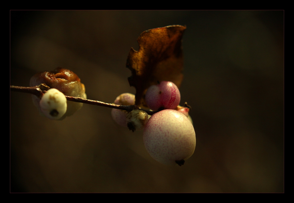 Schneebeere