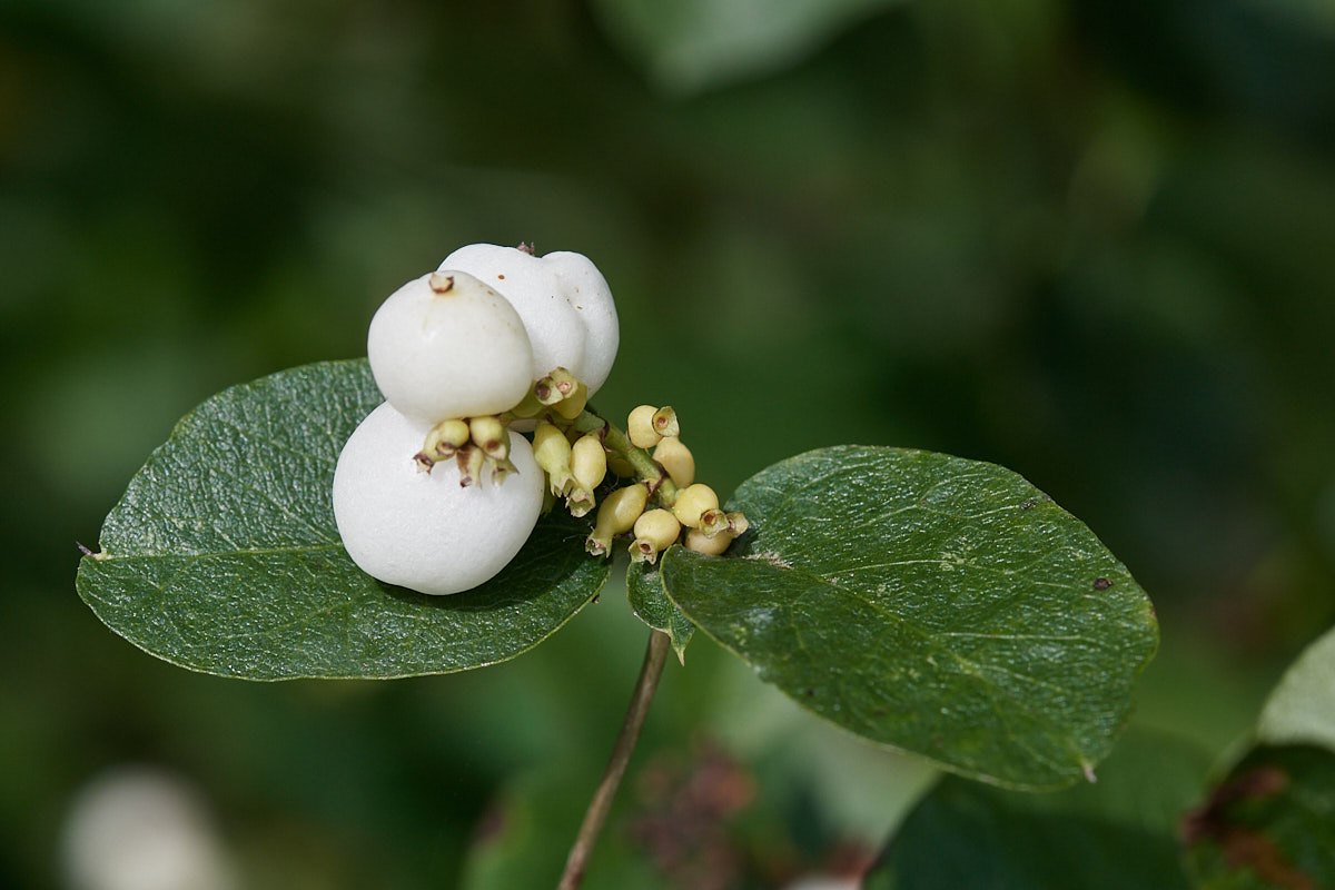 Schneebeere, Frucht