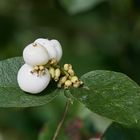 Schneebeere, Frucht