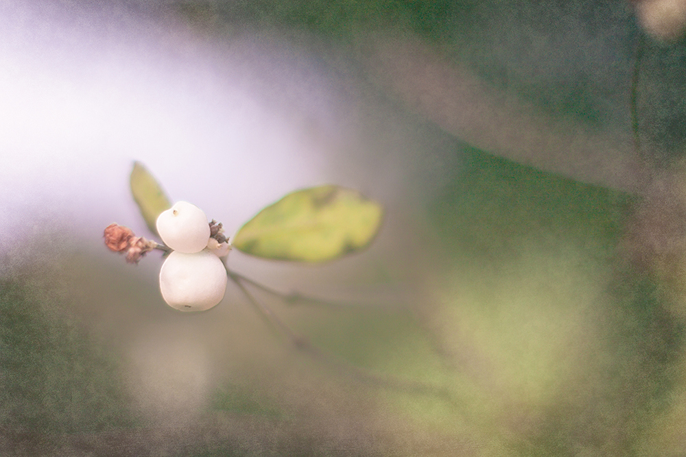 Schneebeere im Nebelschleier