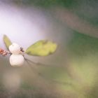 Schneebeere im Nebelschleier