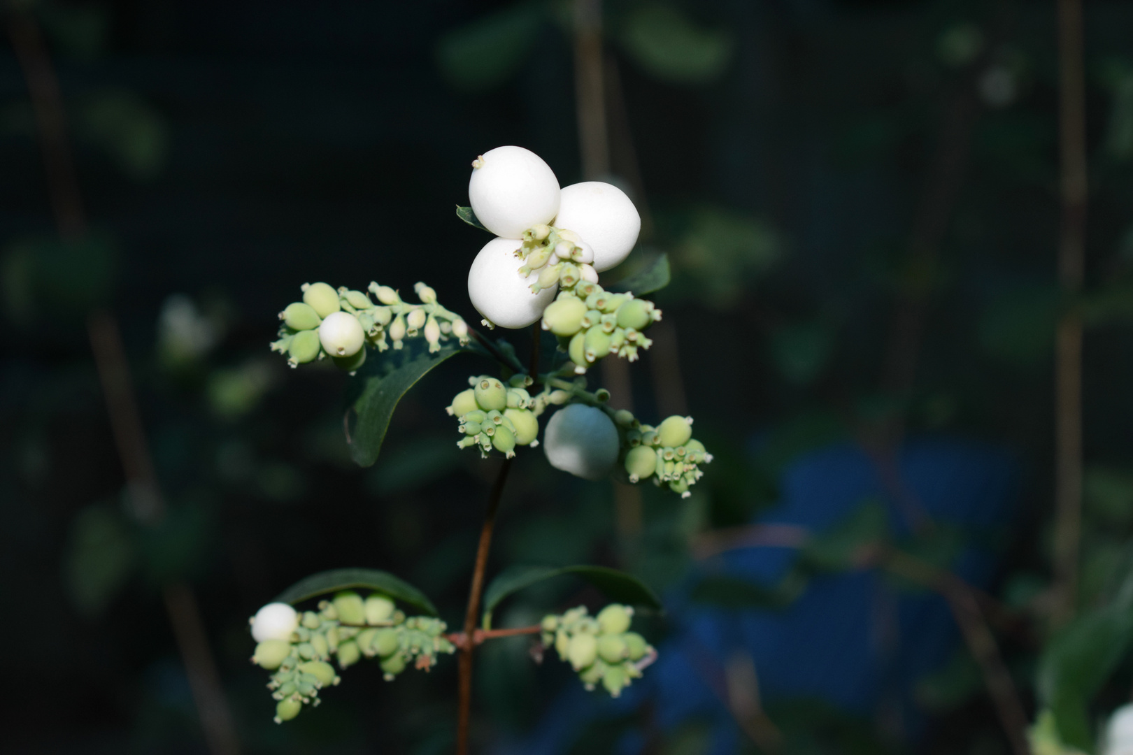 Schneebeere (Symphoricarpos albus)