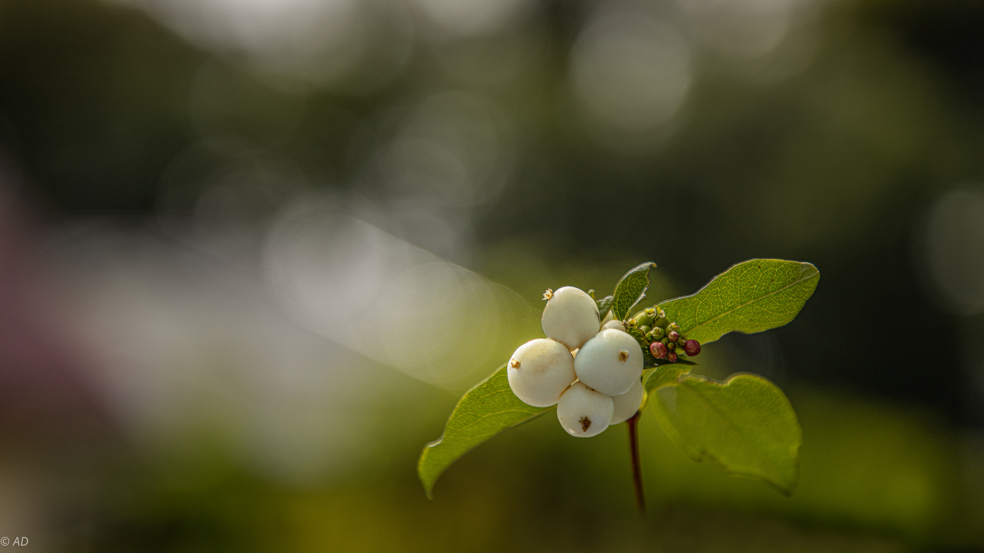 Schneebeere (Synphoricarpus albus laevigatus)